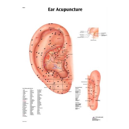 Fabrication Enterprises 3B Anatomical Chart - Acupuncture Ear, Paper 12-4603P